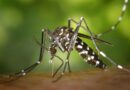 Dengue: número de mortes dobra em relação ao mesmo período do ano passado